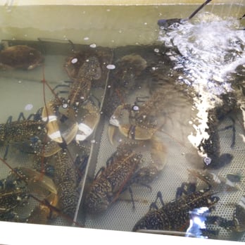 Paco - Seafood Near Me - Puerto Deportivo, California