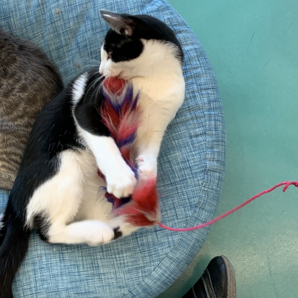 Regal Cat Cafe - Fun loving, playful kitty - Coffee & Tea Near Me - Calgary, Alberta Regal Cat Cafe - Fun loving, playful kitty - Coffee & Tea Near Me - Calgary, Alberta