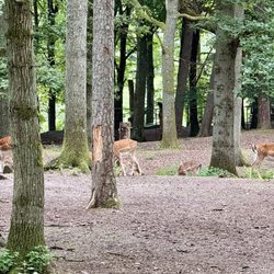 Hembygdspark - Herd of Deer