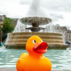 Duck World