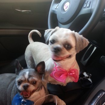 Doggie Paradise - Pet Groomers Near Me - Anaheim, California Doggie Paradise - Pet Groomers Near Me - Anaheim, California
