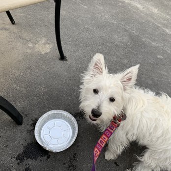 Savoy Taproom - Puppy enjoying the Savoy Taproom patio. - Cocktail Bars Near Me - Albany, New York Savoy Taproom - Puppy enjoying the Savoy Taproom patio. - Cocktail Bars Near Me - Albany, New York