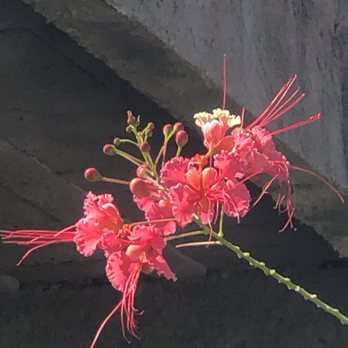 flowers - Active Life Near Me - Planta de Lucena, PB