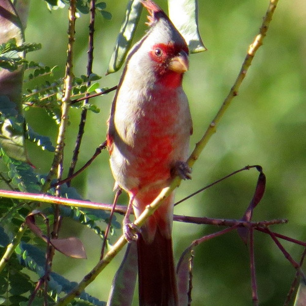 Wild Bird Store - Pyrrhuloxia came after I poured Desert Blend in a hopper - Bird Shops Near Me - Tucson, Arizona Wild Bird Store - Pyrrhuloxia came after I poured Desert Blend in a hopper - Bird Shops Near Me - Tucson, Arizona