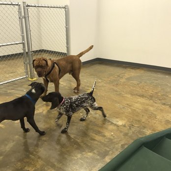 EPK9 Stay and Play - Pet Groomers Near Me - El Paso, Texas EPK9 Stay and Play - Pet Groomers Near Me - El Paso, Texas