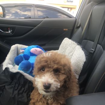 PetSmart - Puppy training - Pet Training Near Me - Garfield, New Jersey