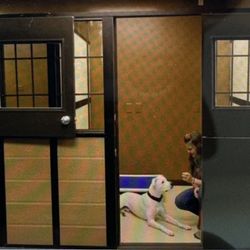 The Meadows Canine Camp Gift Greeting Cards Email, Text or