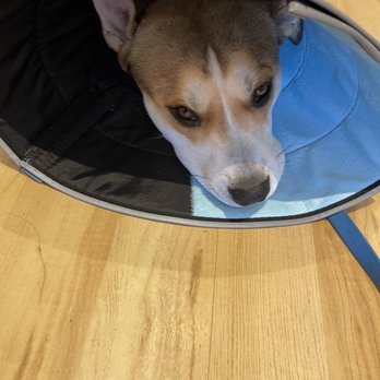 Malibu Vet Clinic - Veterinarians Near Me - Malibu, California