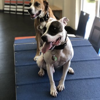 Zoom Room Dog Training - Pet Training Near Me - Austin, Texas