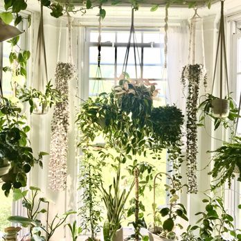 Natty Garden - Quarantine is great, my plants are thriving! No complaints over here. - Nurseries & Gardening Near Me - Brooklyn, New York