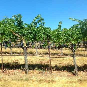 Raymond Burr Vineyards - Wine Tasting Room Near Me - Healdsburg, California