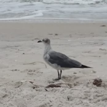 Vanderbilt Beach - Beaches Near Me - Naples, Florida