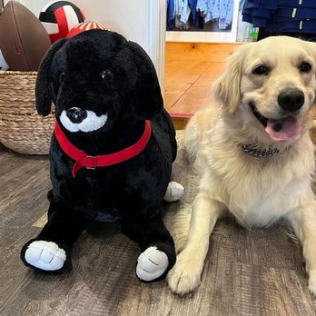 KompK9 - Pet Training Near Me KompK9 - Pet Training Near Me