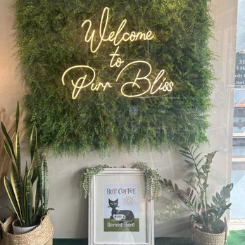 Cat Zen Cafe and Lounge - Pet Adoption Near Me - Saint Charles, Missouri
