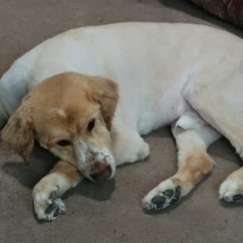 All Paws - My Golden Retriever right after I brought him home after his grooming at All Paws. - Pet Groomers Near Me - Albuquerque, New Mexico