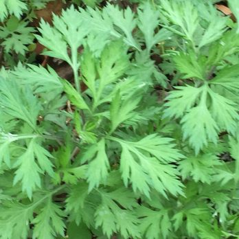 Steve Brill Tour - Mugwort. May be helpful in treating PTSD. More studies needed 5-6-2018 - Tours Near Me - New Rochelle, New York