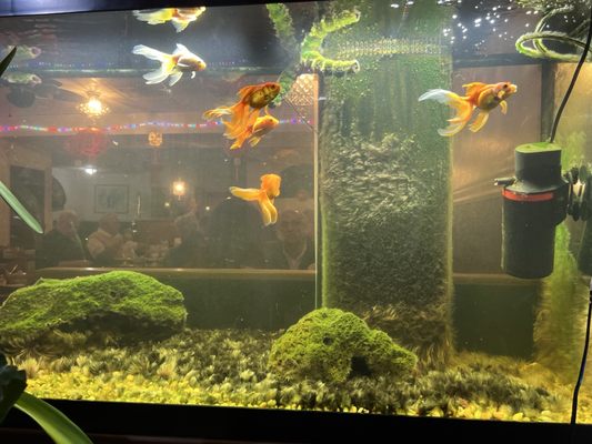 Taste Of Hong Kong by null