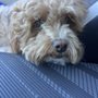Photo of 24 Hour Dog