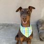 Photo of Dogfathers Grooming Service Plus