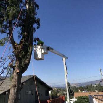 Ace Tree Solutions - Tree Services Near Me Ace Tree Solutions - Tree Services Near Me