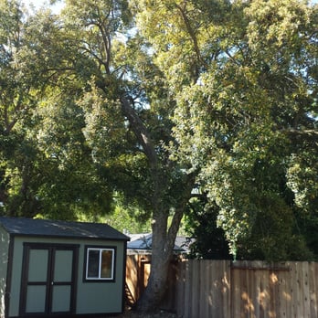 Reasonable Tree Services - (Before) Cork Oak Tree - Tree Services Near Me