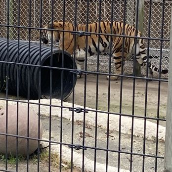 Zoo World - Tiger - Zoos Near Me - Panama City Beach, Florida Zoo World - Tiger - Zoos Near Me - Panama City Beach, Florida