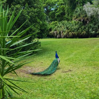 Weeki Wachee Springs - One of many peacocks! - Amusement Parks Near Me - Spring Hill, Florida Weeki Wachee Springs - One of many peacocks! - Amusement Parks Near Me - Spring Hill, Florida