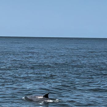 Capt. Derek's Dolphin Adventure On Tybee - Boating Near Me - Tybee Island, Georgia Capt. Derek's Dolphin Adventure On Tybee - Boating Near Me - Tybee Island, Georgia