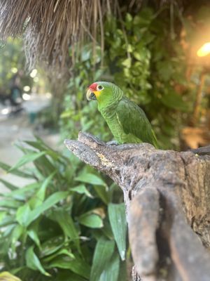 Croco Cun Zoo by null