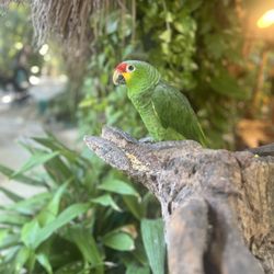 Crococun Zoo - Little bird