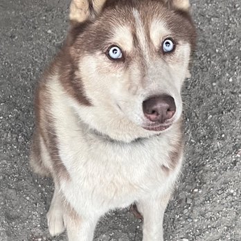 Singing Dog Farm - JJ - Animal Shelters Near Me Singing Dog Farm - JJ - Animal Shelters Near Me