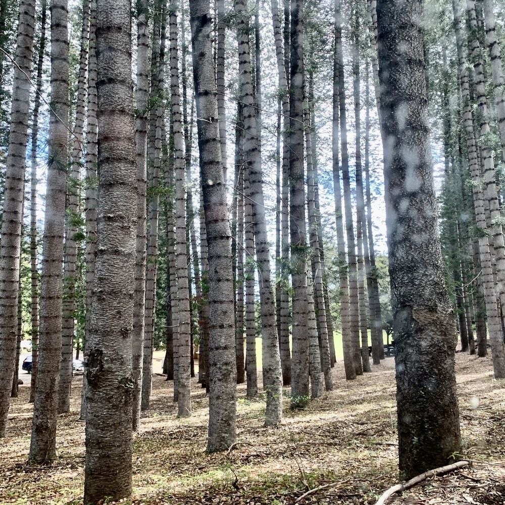 Aiea Loop Trail - Hiking Near Me - Aiea, Hawaii