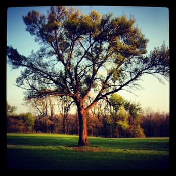 North Branch Trail - tree - Parks Near Me - Chicago, Illinois