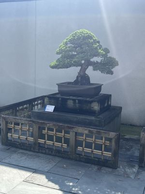 National Bonsai & Penjing Museum by null