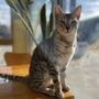 Crux Pet Adoption