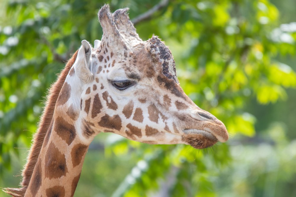 PAIGNTON ZOO Updated October 2024 37 Photos & 29 Reviews Totnes