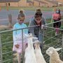 Photo of D & D Pony Rides/Petting Zoo