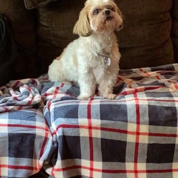 HomeDoggy - Pebbles - Pet Groomers Near Me - Brooklyn, New York HomeDoggy - Pebbles - Pet Groomers Near Me - Brooklyn, New York