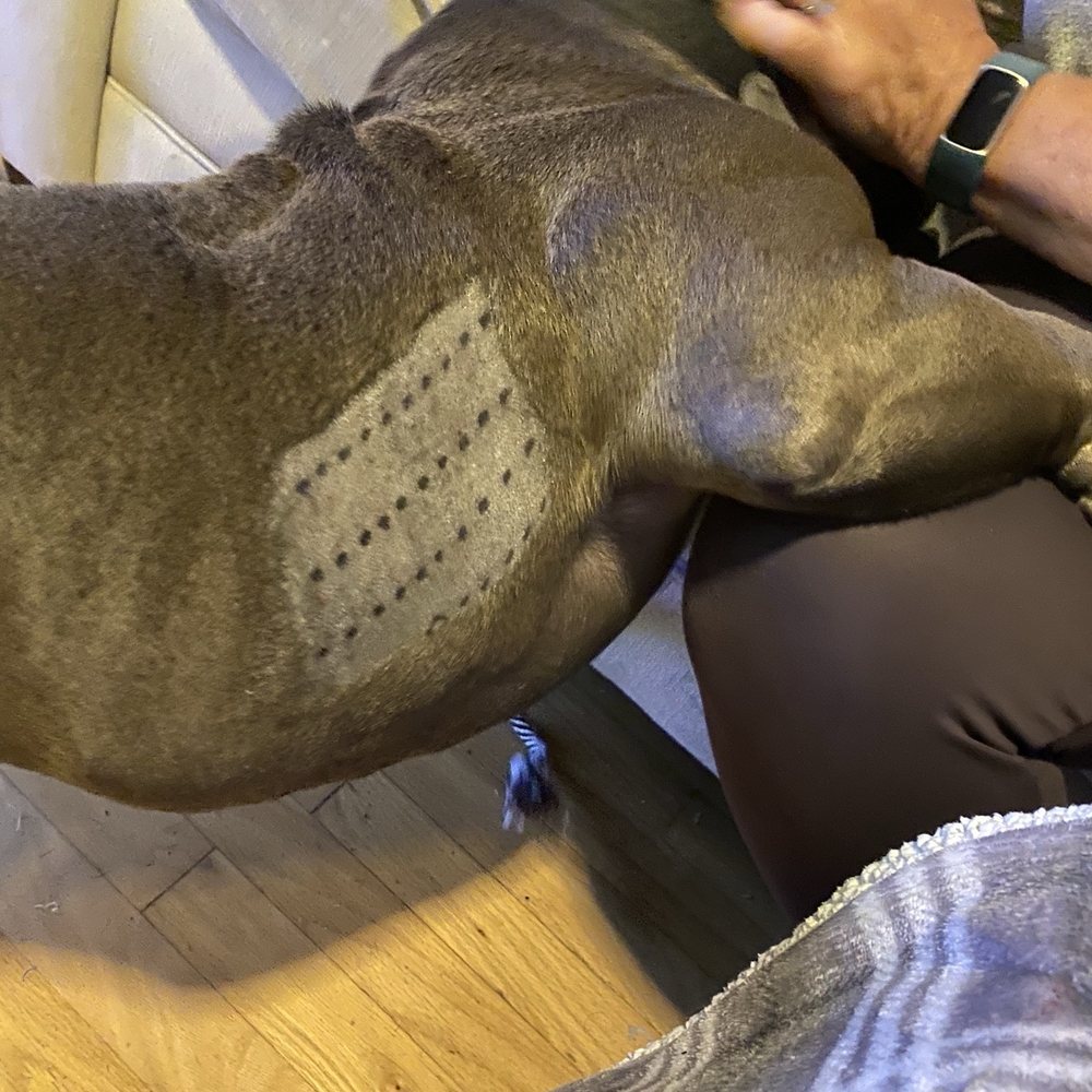 Greek Jean, DVM - This is the allergy panel that was completed.  The black dots is a sharpie, it wiped off very easy. - Veterinarians Near Me - Santa Barbara, California