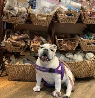 One Stop Pet Shop! - Your one stop shop for Pet Supplies and then some! We carry everything from food down to the accessories'. Can't find your product? Let me know, let's get it ordered! Also offering local food delivery upon request! One Stop Pet Shop! - Your one stop shop for Pet Supplies and then some! We carry everything from food down to the accessories'. Can't find your product? Let me know, let's get it ordered! Also offering local food delivery upon request!