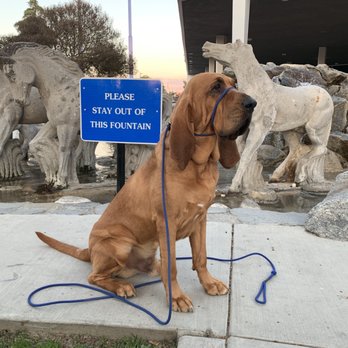 Dog Gone Crazy - Pet Groomers Near Me - Bakersfield, California
