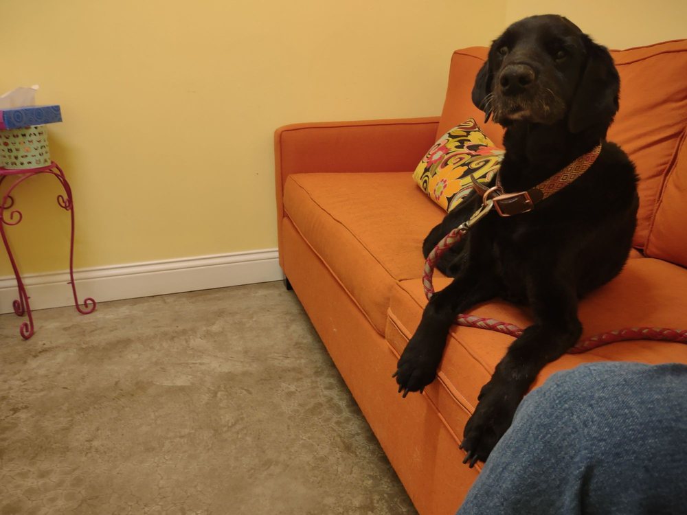 WILDCAT VALLEY ANIMAL CLINIC Updated September 2024 12 Reviews