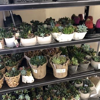 Smart & Final Extra! - a variety of succulents - Grocery Near Me - Roseville, California Smart & Final Extra! - a variety of succulents - Grocery Near Me - Roseville, California