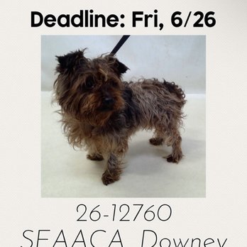 Southeast Area Animal Control Authority - Animal Shelters Near Me - Downey, California Southeast Area Animal Control Authority - Animal Shelters Near Me - Downey, California