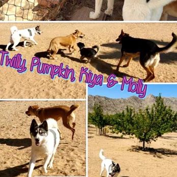 Joshua Tree Pet Resort - Pet Sitting Near Me - Joshua Tree, California Joshua Tree Pet Resort - Pet Sitting Near Me - Joshua Tree, California