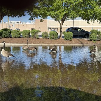 Walmart Supercenter - There are geese loving the waters from the storms yesterday. - Grocery Near Me - Virginia Beach, Virginia