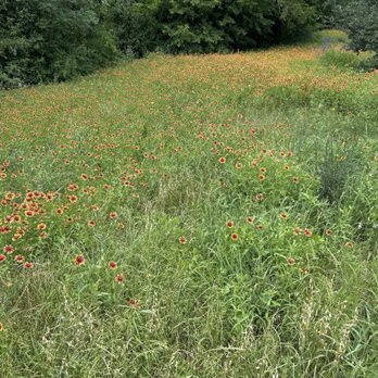 Green Sleeves Nursery - Wildflowers next to the parking lot - Nurseries & Gardening Near Me - Pflugerville, Texas Green Sleeves Nursery - Wildflowers next to the parking lot - Nurseries & Gardening Near Me - Pflugerville, Texas