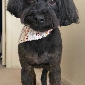 Bubble Doggie - After nice haircut - Pet Groomers Near Me - La Mirada, California