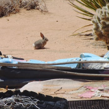 Noah Purifoy Foundation - desert rabbit - Art Museums Near Me - Joshua Tree, California