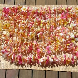 Open Eye Tours - Lei Puamelia- Plumeria Leis from my farm